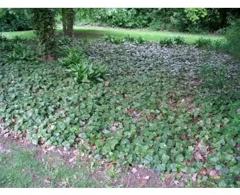 Eføy med store blader for bunndekke